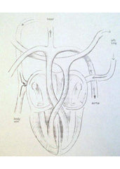 Embryology | Waldorf Publications