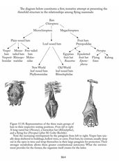 Threefoldness in Humans and Mammals | Waldorf Publications
