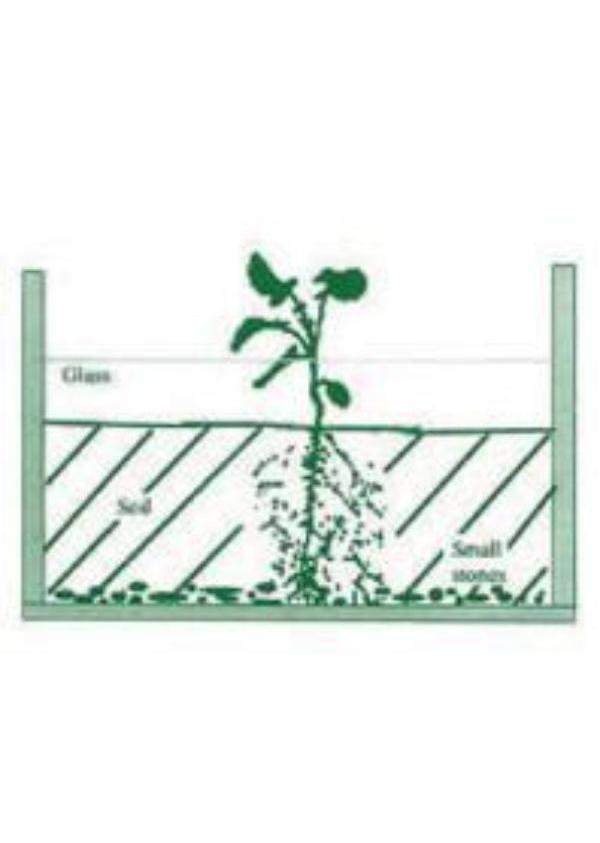 Waldorf Science Kit #7 Botany - Root and Plant Observation Kit, Grades 5 - 11 | Waldorf Publications